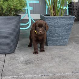Poppy - Chocolate female Labrador Retriever puppy in Camden, Indiana from Camden's Caring Canines