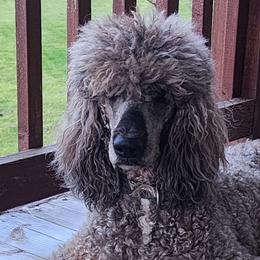 Goldendoodles from ~ Samantha's Goldendoodles ~