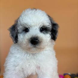 Parsley - Blue merle female Aussiedoodle puppy in Lake City, Florida from North Florida Poodles and Doodles