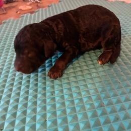 Phantom Girl - Phantom female Poodle puppy in Jesup, Georgia from Altamaha Mud Poodles LLC.