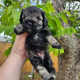 Boy 1 - Salt and pepper male Miniature Schnauzer puppy in Lake Charles, Louisiana from Du Lac Miniature Schnauzers