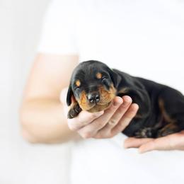 Doberman Pinscher Puppies from Prima Dobermans
