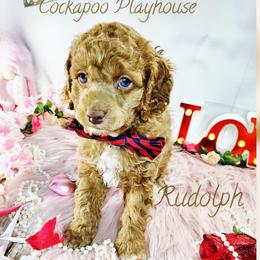 Rudolph Apricot Early Valentines special with deposit - Red male Cockapoo puppy in Demorest, Georgia from Royal Cockapoo Playhouse
