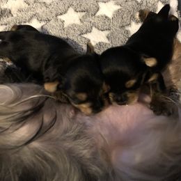 Yorkshire Terrier Puppies from MagnoliaYorkies