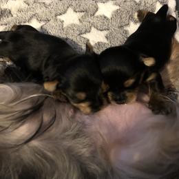 Yorkshire Terrier Puppies from MagnoliaYorkies