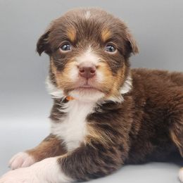 Orange - Red tri-color Australian Shepherd puppy in Hopewell Junction, New York from Silver Linings Australian Shepherds