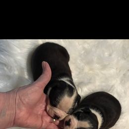 Robyn - Black and white male Boston Terrier puppy in Covington, Georgia from Tuxedo Bostons of Atlanta