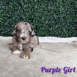 Purple Girl - Merle female Goldendoodle puppy in Modesto, California from Two Doods Doodles