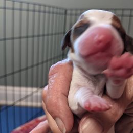 Boy 1 - Dachshund puppy in Sarasota County, Florida from Donna's Mini Joys