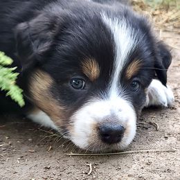 Colby - Black tri-color male Australian Shepherd puppy in Hugo, Colorado from Frying Pan Ranch Australian Shepherds