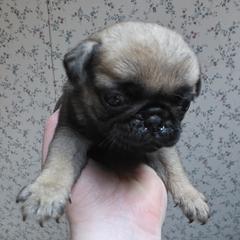 Missy - Fawn female Pug puppy in Vale, North Carolina from Von Katzenstein Kennel