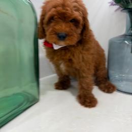Nelson - Red male Cavapoo puppy in Mint Hill, North Carolina from DoodleForever
