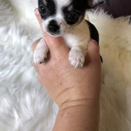 Chihuahua Puppies from Wild Prairie Chihuahuas