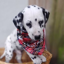 Copper - White and black Dalmatian puppy in Jacksonville, Florida from Sunrise Dalmatians 🌄