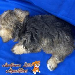 CHOWDER - Wheaten male Miniature Schnauzer puppy in Pisgah, Alabama from Mashburns Little Munchkins