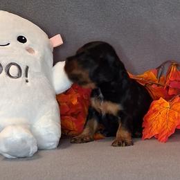 Abraham - Black and tan male Cocker Spaniel puppy in Crossville, Tennessee from Timber Sunrise Cockers