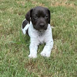 German Shorthaired Pointer Puppies from Robin Kummer