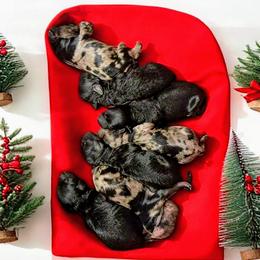 Cockapoo puppies from Sis' Doodles & Poodles