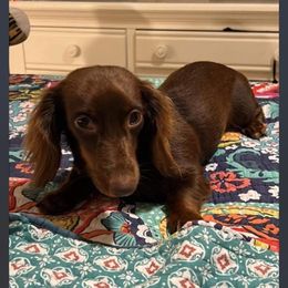 Dachshunds from Mini Weenies