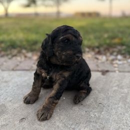 Black phantom girl - Phantom female Goldendoodle puppy in Hobbs, New Mexico from Goldie Locks Golden Retrievers & Doodles