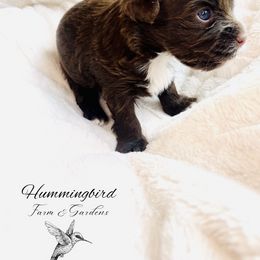 Yorkshire Terrier Puppies from Hummingbird Farm & Gardens