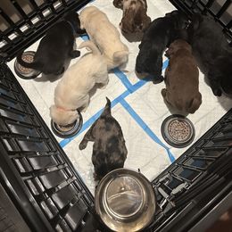 Goldendoodle Puppies from Sweetgrass Goldendoodles of Moncks Corner