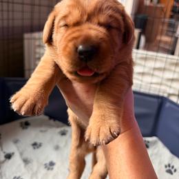 Girl 2 Yellow Collar - Yellow female Labrador Retriever puppy in Randolph, Ohio from The Lab Clan