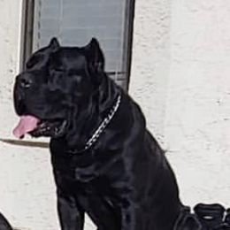 Fidel - Cane Corso