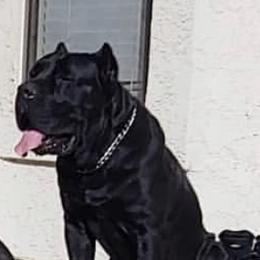 Fidel - Cane Corso