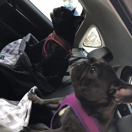 French Bulldog All Grown Up from Stonecreek Bulldogs