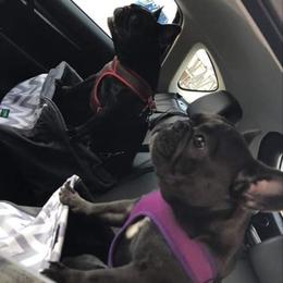 French Bulldog All Grown Up from Stonecreek Bulldogs