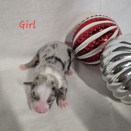 Girl 1 - Blue merle female Australian Shepherd puppy in Lakeland, Florida from Diamond P Australian Shepherds