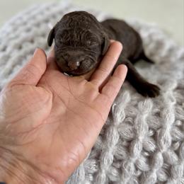 Pink Collar - Brown female Irish Doodle puppy in Indiahoma, Oklahoma from Farm Fresh Doodles