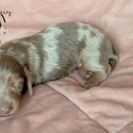 Royalty - Dapple female Dachshund puppy in Fultonville, New York from Sandy Aussies & Pomeranians