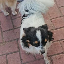 Biewer Terrier and Papillon Puppies from Southern Belle's Biewer Terriers & Papillons