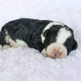 Rook - Black and white male Bernedoodle puppy in Crete, Nebraska from Doodles & Co