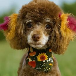 Aussiedoodles and Poodles from The Douglas Dudes