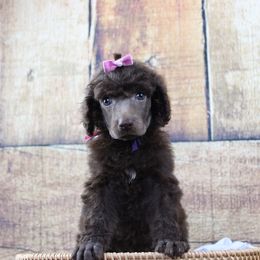 "Female" Syrax "Purple and Pink collar" brown - Brown Poodle puppy in Hazard, Kentucky from Suited N Booted Standards