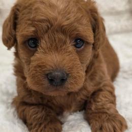 Rover boy 2 - Red male Assorted Doodle Crosses puppy in Churchill County Fallon, Nevada from Card Family Ranch