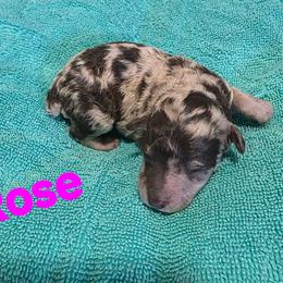 Rose - Red merle female Aussiedoodle puppy in Loveland, Colorado from A&L Ranch Aussiedoodles