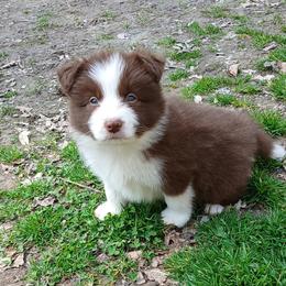 Red Male - Red male Border Collie puppy in Gloucester, Virginia from Peachy Keen Border Collies