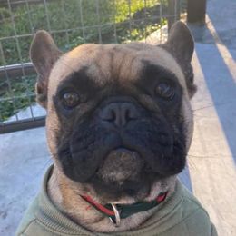 French Bulldogs from Stacy's Frenchies