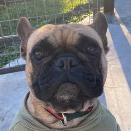 French Bulldogs from Stacy's Frenchies