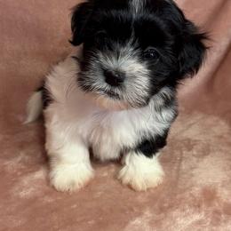Mikey - Black and white male Havanese puppy in Maryville, Missouri from Dreamworks Havanese