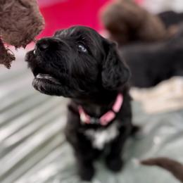 Pigeon - Pink collar - Black and white female Portuguese Water Dog puppy in Colorado Springs, Colorado from Melissa's Portuguese Water Dogs