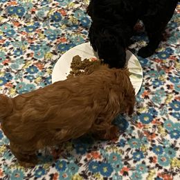 Cockapoo Puppies from Coco's Cocopuffs