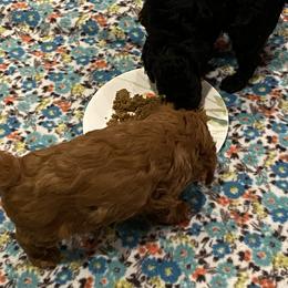 Cockapoo Puppies from Coco's Cocopuffs