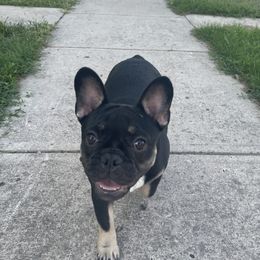 Lola - French Bulldog