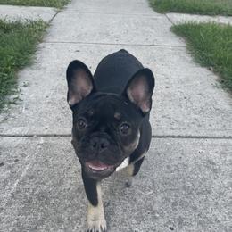 Lola - French Bulldog