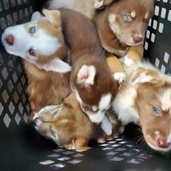 Sporty Mix Puppies from Eternal Symmetry